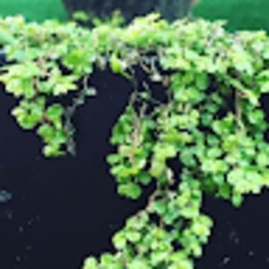 Meet your Posher, Ethan